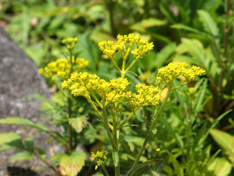 Patrinia scabiosaefolia