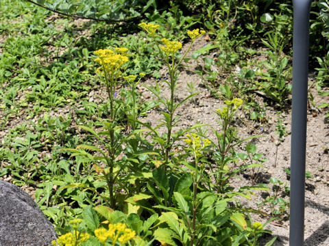 Patrinia scabiosaefolia