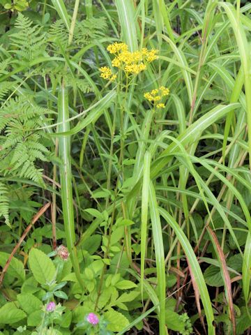 Patrinia scabiosaefolia