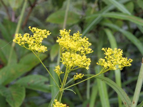 Patrinia scabiosaefolia