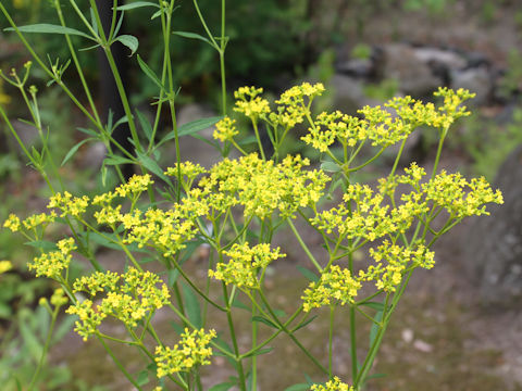 Patrinia scabiosaefolia