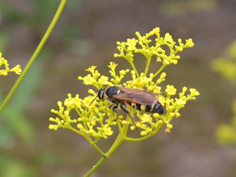 Patrinia scabiosaefolia