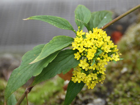 Patrinia scabiosaefolia