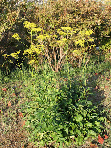 Patrinia scabiosaefolia