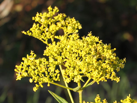 Patrinia scabiosaefolia