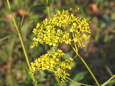 Patrinia scabiosaefolia