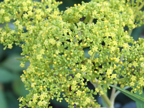 Patrinia scabiosaefolia