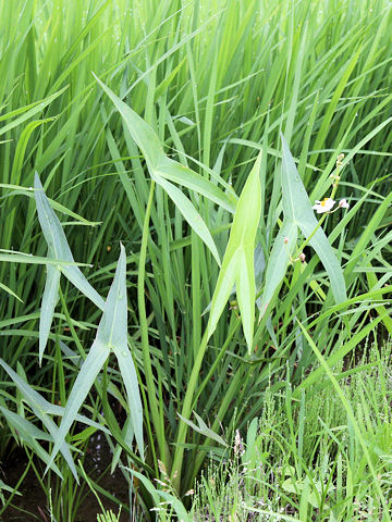 Sagittaria trifolia