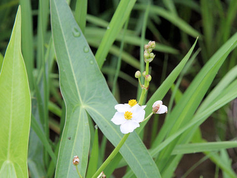 Sagittaria trifolia