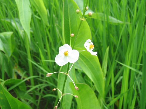 Sagittaria trifolia