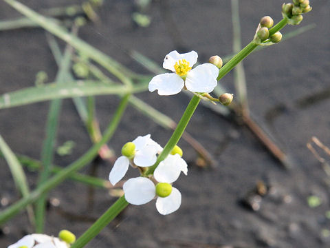 Sagittaria trifolia