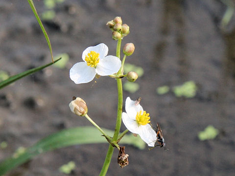 Sagittaria trifolia