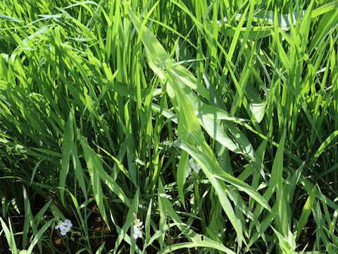 Sagittaria trifolia