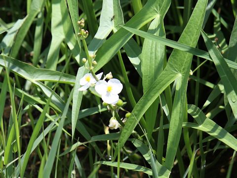 Sagittaria trifolia