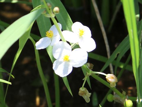 Sagittaria trifolia