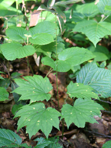 Ainsliaea acerifolia var. subapoda