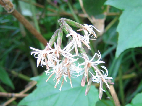 Ainsliaea acerifolia var. subapoda