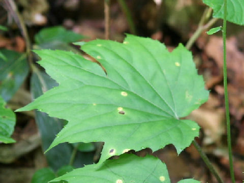 Ainsliaea acerifolia var. subapoda