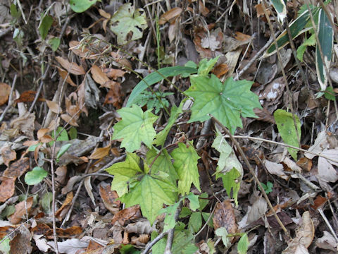 Ainsliaea acerifolia var. subapoda