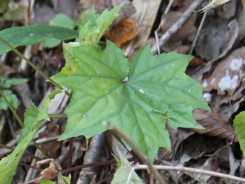 Ainsliaea acerifolia var. subapoda