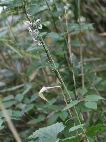 Ainsliaea acerifolia var. subapoda