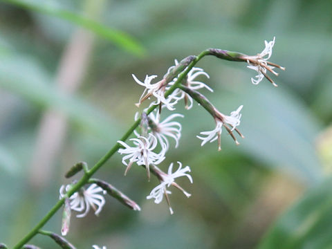 Ainsliaea acerifolia var. subapoda