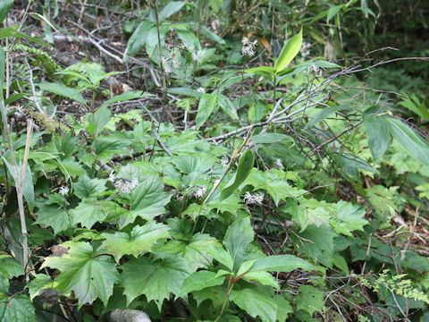 Ainsliaea acerifolia var. subapoda