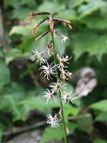 Ainsliaea acerifolia var. subapoda