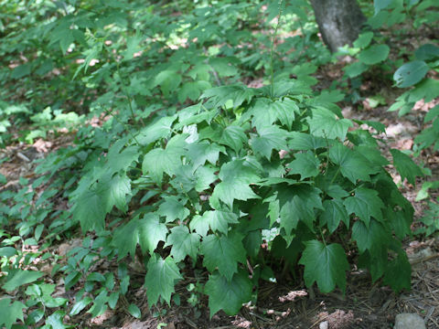 Ainsliaea acerifolia var. subapoda