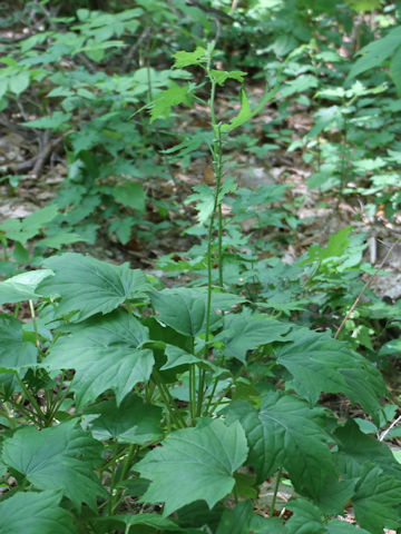 Ainsliaea acerifolia var. subapoda