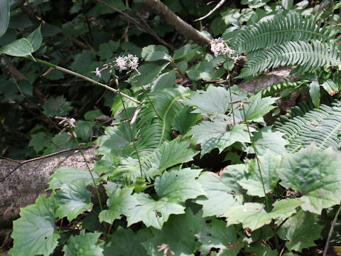 Ainsliaea acerifolia var. subapoda