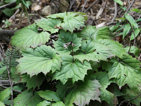 Ainsliaea acerifolia var. subapoda