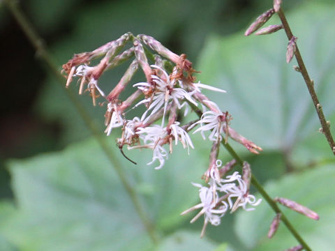 Ainsliaea acerifolia var. subapoda