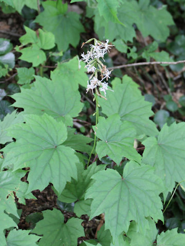 Ainsliaea acerifolia var. subapoda