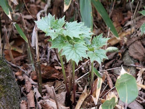 Ainsliaea acerifolia var. subapoda