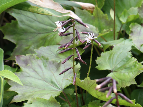 Ainsliaea acerifolia var. subapoda