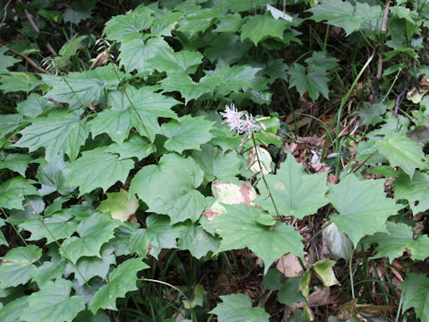 Ainsliaea acerifolia var. subapoda