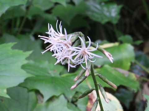 Ainsliaea acerifolia var. subapoda