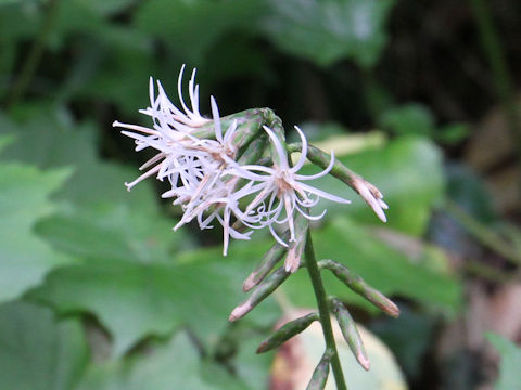 Ainsliaea acerifolia var. subapoda