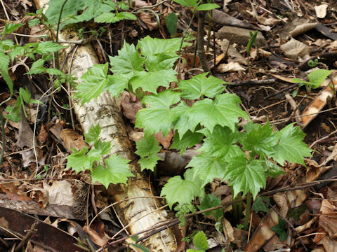 Ainsliaea acerifolia var. subapoda