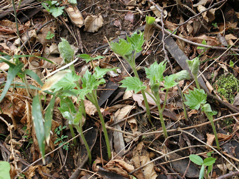 Ainsliaea acerifolia var. subapoda