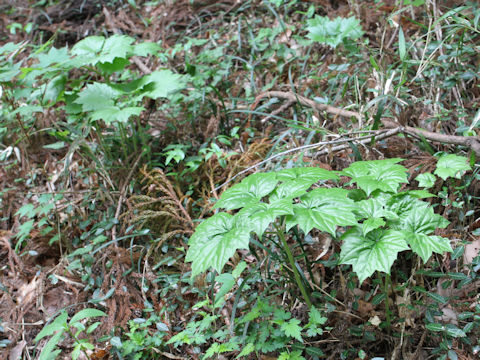 Ainsliaea acerifolia var. subapoda