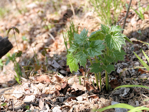 Ainsliaea acerifolia var. subapoda