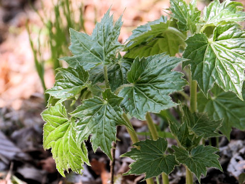 Ainsliaea acerifolia var. subapoda