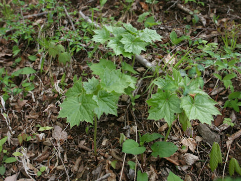 Ainsliaea acerifolia var. subapoda