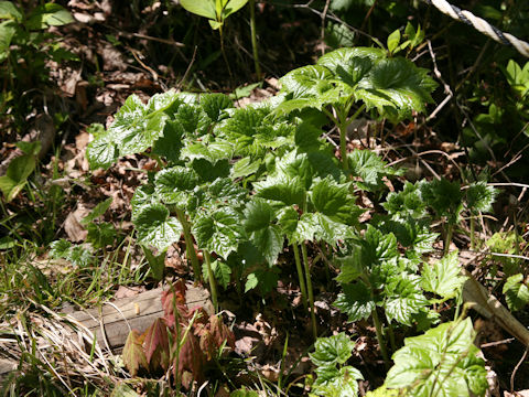 Ainsliaea acerifolia var. subapoda