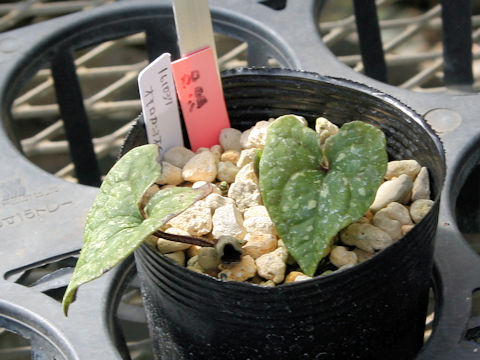 Asarum dissitum
