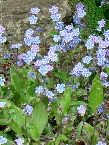 Omphalodes cappadocica cv. Starry Eyes