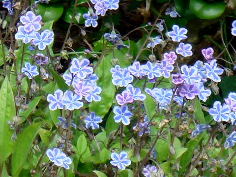 Omphalodes cappadocica cv. Starry Eyes