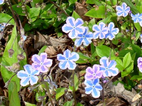 Omphalodes cappadocica cv. Starry Eyes